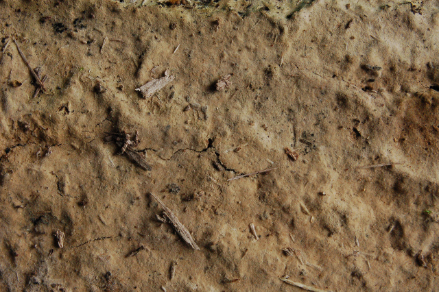 Botryobasidium isabellinum... un 